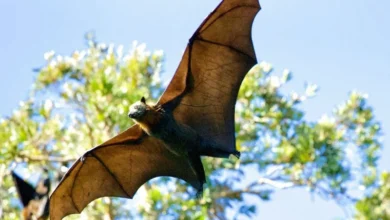 Untitled design 2026 08 12T184241.104 Rare Bat Discovery