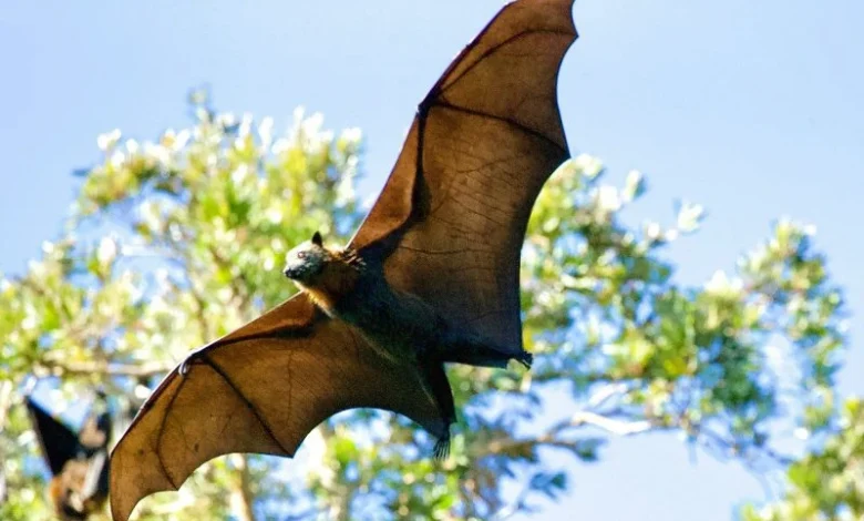 Rare Bat Discovery