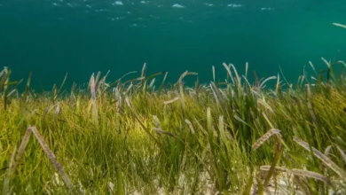 Untitled design 2026 08 14T182008.825 Seagrass Comeback