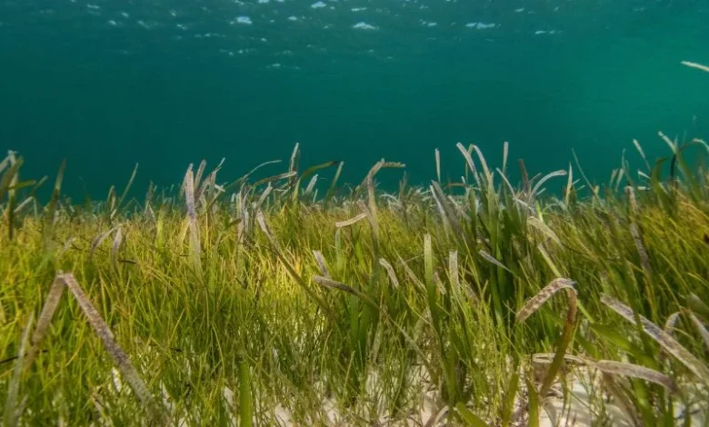 Seagrass Comeback