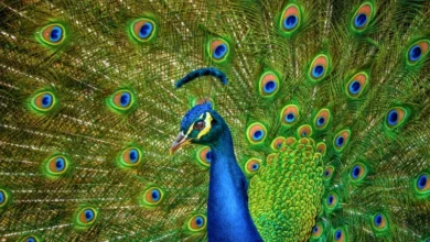 Untitled design 2026 08 17T180403.588 Peafowl Population