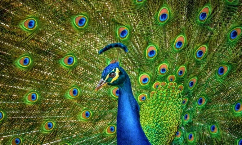 Peafowl Population