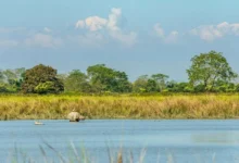 Untitled design 2026 08 17T181150.714 Kaziranga eco zone
