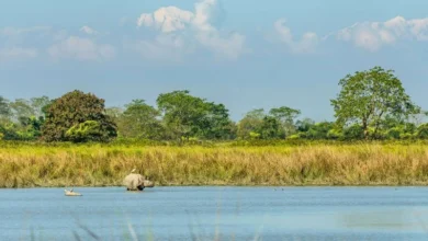 Untitled design 2026 08 17T181150.714 Kaziranga eco zone