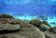 Untitled design 2026 08 18T193220.019 1 coral reefs