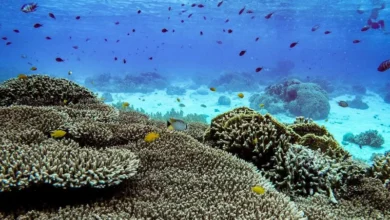 Untitled design 2026 08 18T193220.019 1 coral reefs