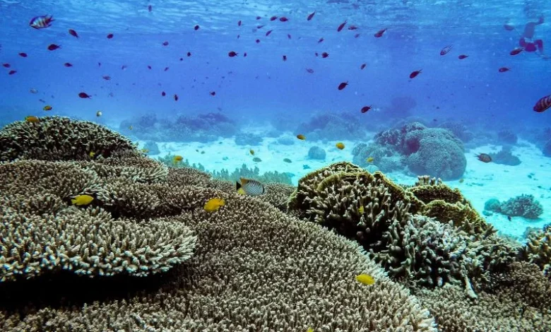coral reefs