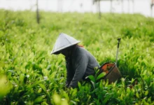 Untitled design 2026 08 19T175252.054 Japan heat farmers