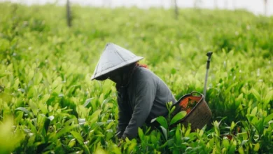 Untitled design 2026 08 19T175252.054 Japan heat farmers