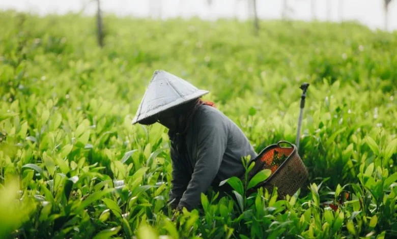 Untitled design 2026 08 19T175252.054 Japan heat farmers