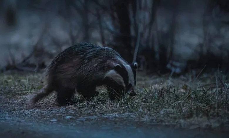 greater hog badgers in kaziranga