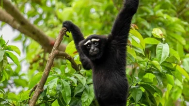 Untitled design 2026 08 20T124445.164 hoolock gibbon assam