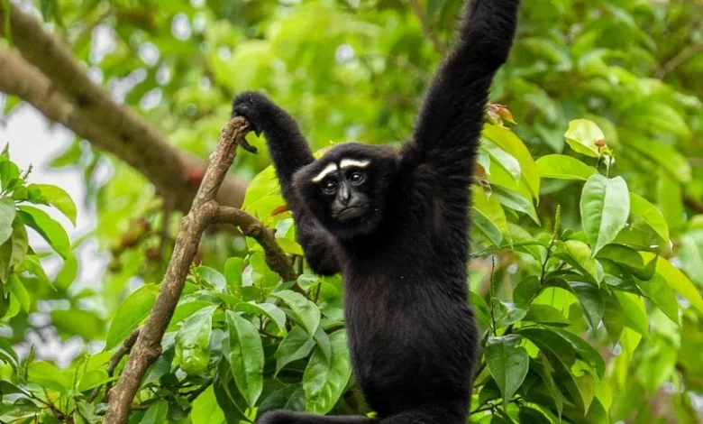 hoolock gibbon assam