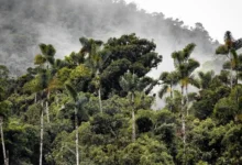 Untitled design 2026 08 20T223807.087 Amazon rainforest trees