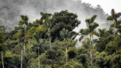 Untitled design 2026 08 20T223807.087 Amazon rainforest trees