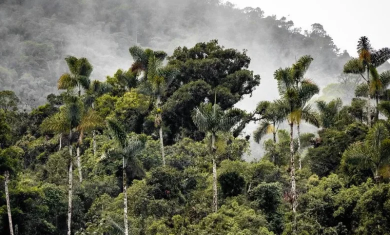 Amazon rainforest trees