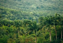 Untitled design 2026 08 20T224554.058 Forest ecosystem services