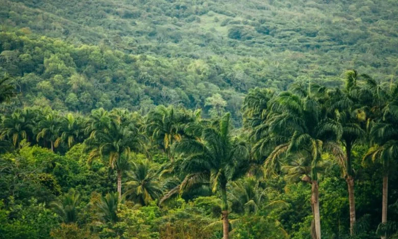 Forest ecosystem services