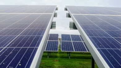 Untitled design 2026 08 21T172022.088 China solar power bird diversity