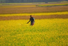 Untitled design 2026 08 21T222221.683 pesticide exposure riskier
