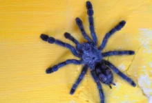 Untitled design 2026 08 21T223644.116 blue peacock spider