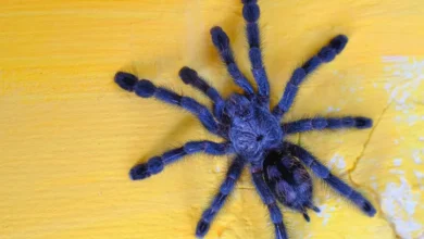 Untitled design 2026 08 21T223644.116 blue peacock spider