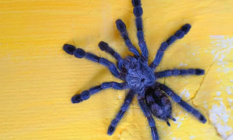 blue peacock spider
