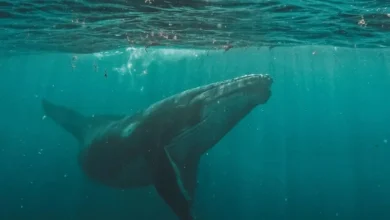 Untitled design 2026 08 24T213338.860 giant whales greenland waters
