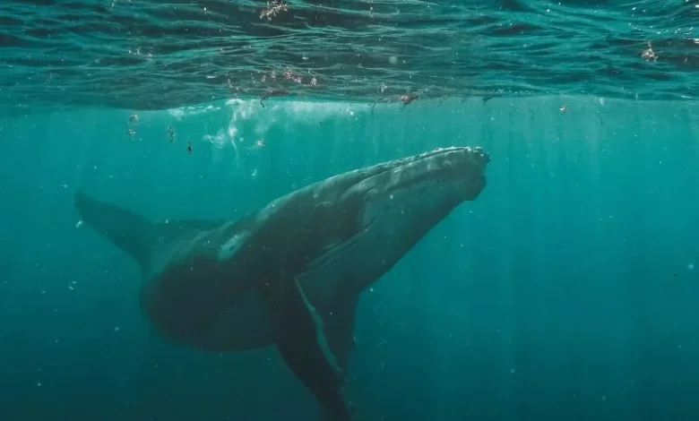 Untitled design 2026 08 24T213338.860 giant whales greenland waters