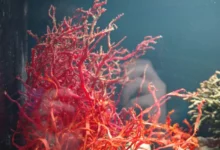 Untitled design 2026 08 25T192402.875 pink zebra seaweed