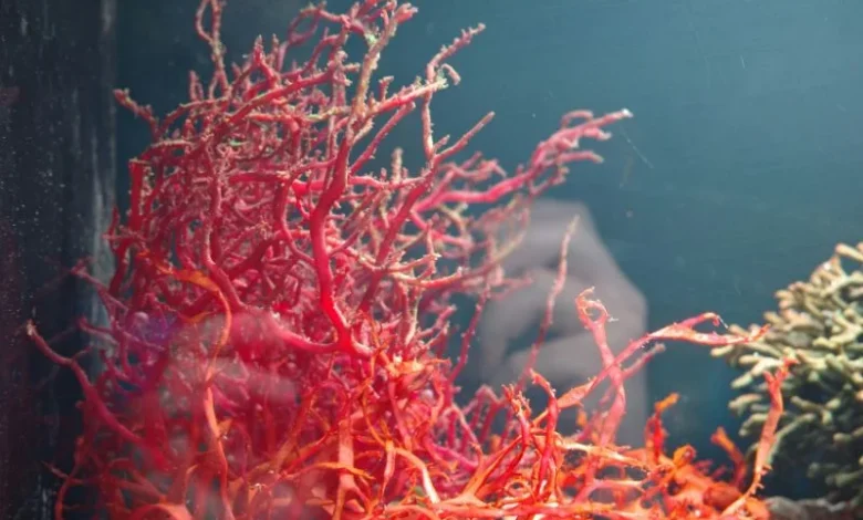 pink zebra seaweed