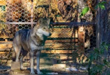 Untitled design 2026 08 25T193125.447 wolf livestock attacks