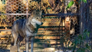 Untitled design 2026 08 25T193125.447 wolf livestock attacks