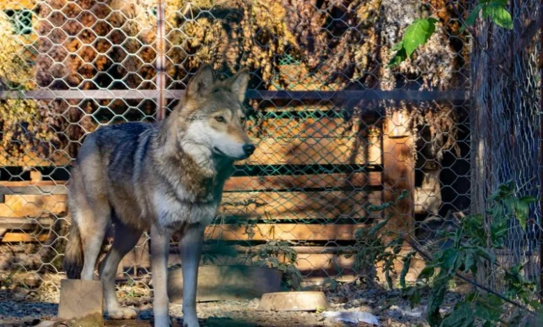 Untitled design 2026 08 25T193125.447 wolf livestock attacks