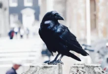 Untitled design 2026 08 28T185759.470 urban crow culling