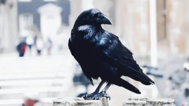 Untitled design 2026 08 28T185759.470 urban crow culling