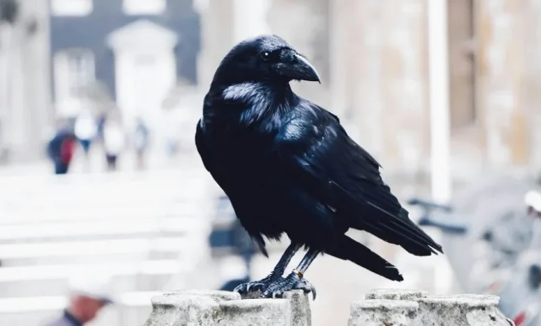 Untitled design 2026 08 28T185759.470 urban crow culling
