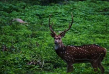 Untitled design 2026 08 29T183927.036 Monsoon Wildlife Travel India
