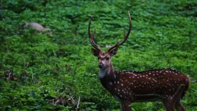 Untitled design 2026 08 29T183927.036 Monsoon Wildlife Travel India