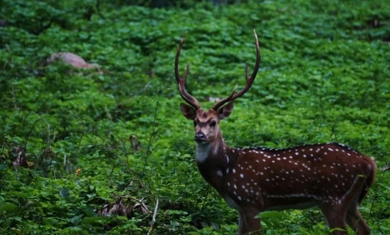 Monsoon Wildlife Travel India