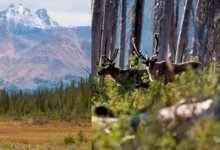 Untitled design 2026 08 29T184950.264 southern mountain caribou