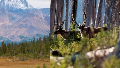 Untitled design 2026 08 29T184950.264 southern mountain caribou