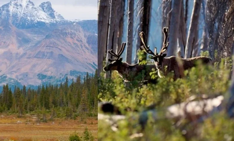 Untitled design 2026 08 29T184950.264 southern mountain caribou