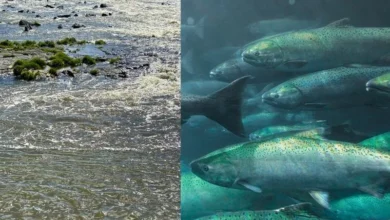 Untitled design 2026 08 29T190315.774 Klamath river salmon recovery