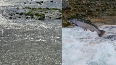 Untitled design 2026 08 29T191758.006 Klamath river salmon recovery
