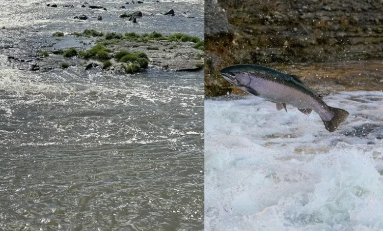 Untitled design 2026 08 29T191758.006 Klamath river salmon recovery