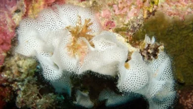Untitled design 2026 08 31T211110.641 frequent coral bleaching