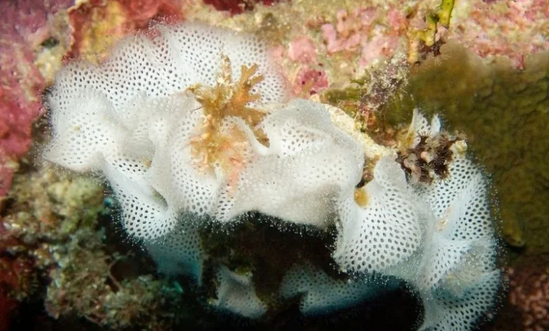 frequent coral bleaching