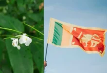 Untitled design 2026 08 31T213423.522 Rare Plant Found in Sri Lanka