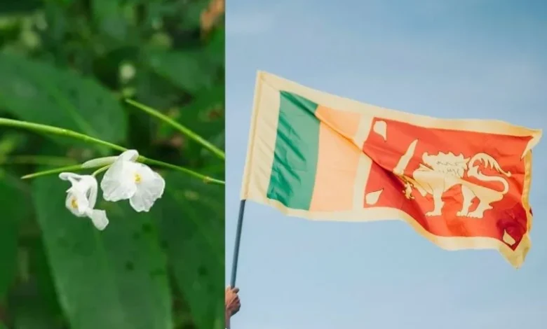 Rare Plant Found in Sri Lanka